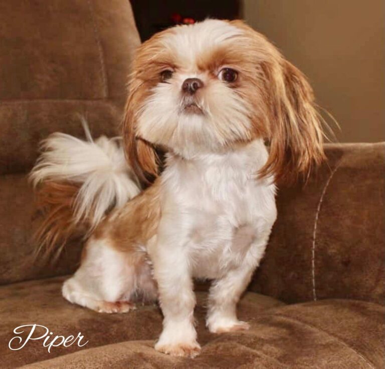 A small, fluffy dog with brown and white fur sits on a beige couch. The name "Piper" is written in cursive in the bottom left corner.