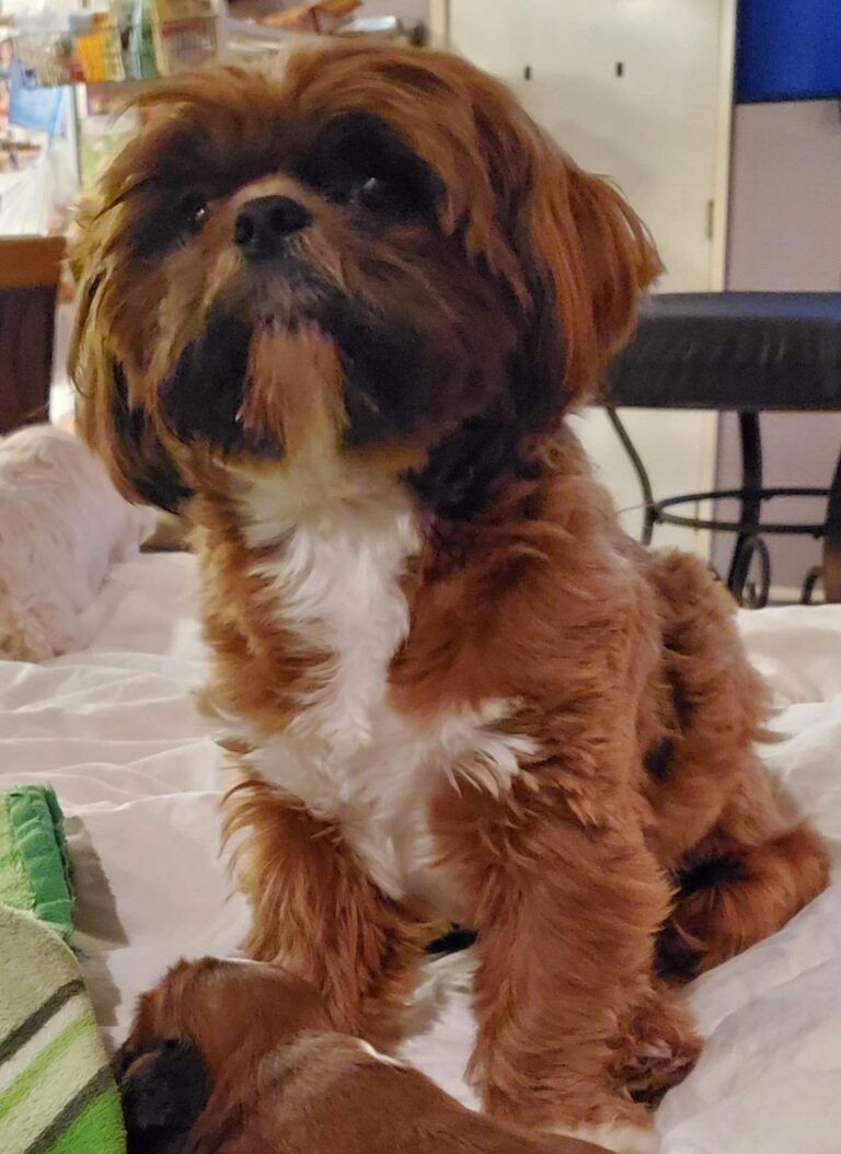 A small brown and white dog with long fur sits on a bed, looking up. Another small dog is partially visible in the background.