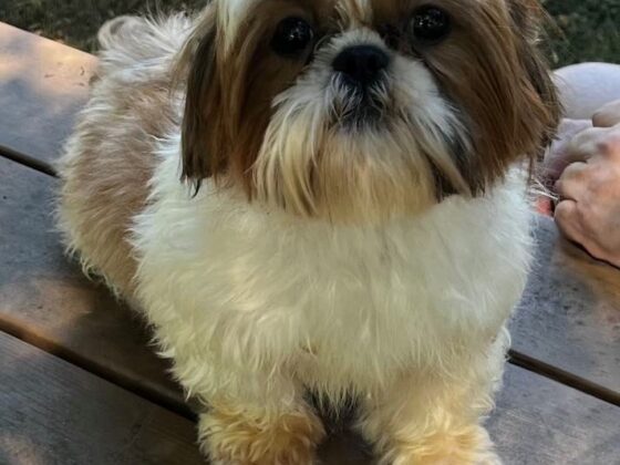 A small, fluffy dog with white and brown fur sits on a wooden picnic table outdoors, looking directly at the camera.