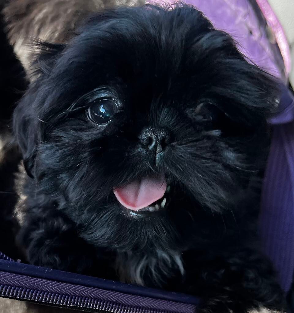 black Shih Tzu puppy