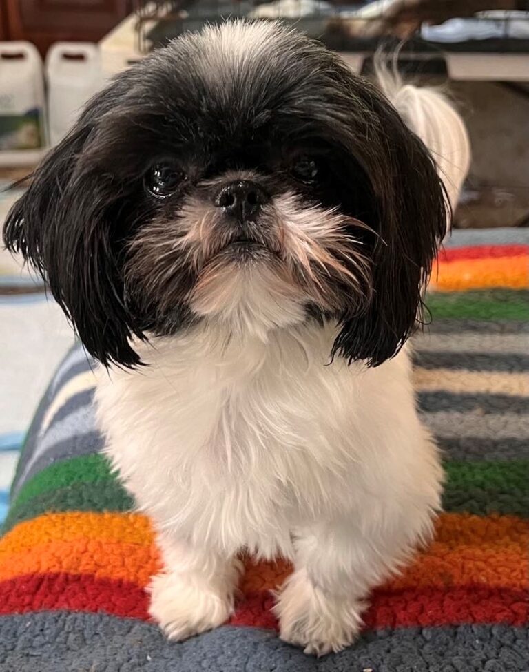 A small black and white dog with long hair sits on a colorful blanket, looking directly at the camera.